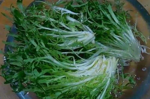 吃瓜网菜总,网络红人的崛起与影响力